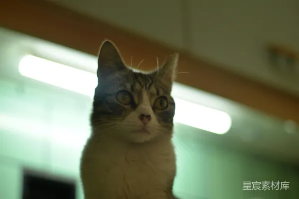 一只猫坐在桌子上