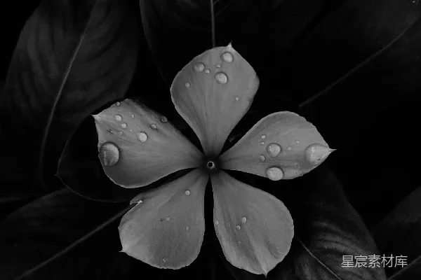 高清摄影 一朵花的特写
