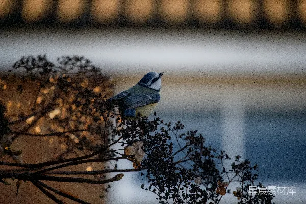 一只小鸟栖息在一根干枯的树枝上。