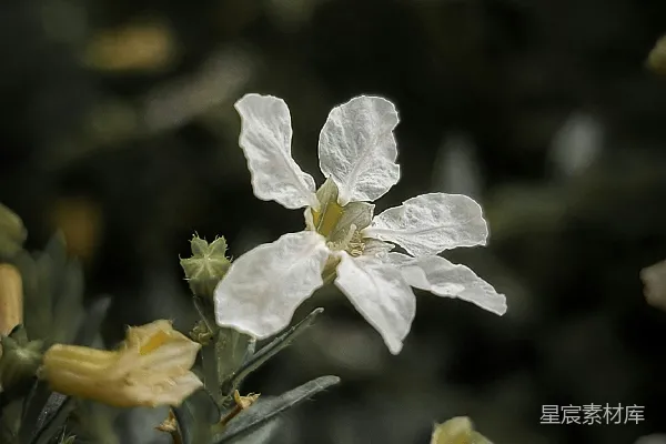 一朵花的特写镜头，拍摄在植物上