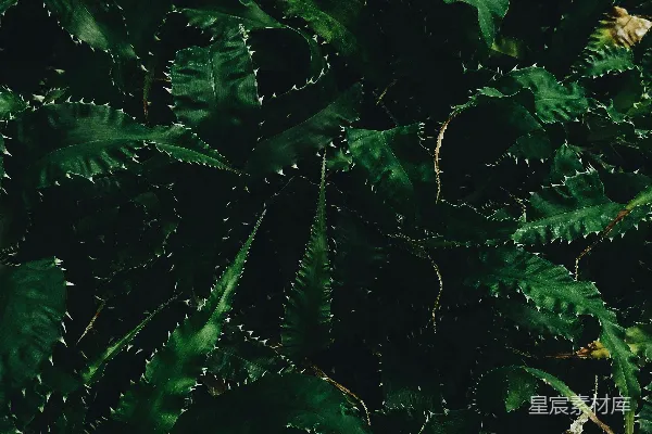 框架式摄影中的绿色叶片植物