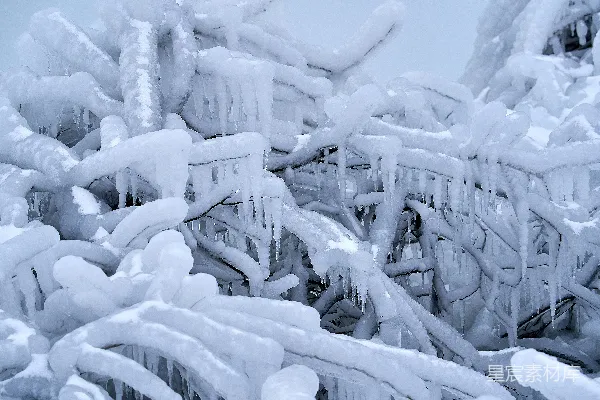 一堆覆盖着冰的树枝在雪中