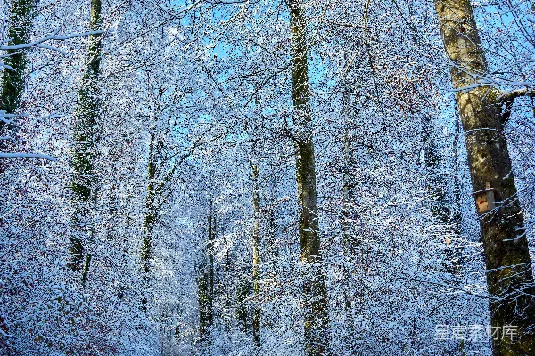雪林中一条蜿蜒的公路，满是树木。
