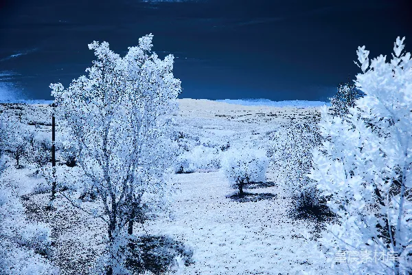 前景中树木和灌木覆盖着白雪的景观