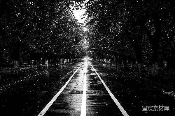 高清摄影 道路两旁树木的灰阶摄影