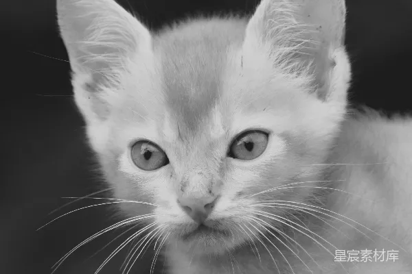 高清摄影 白色和棕色的短毛猫