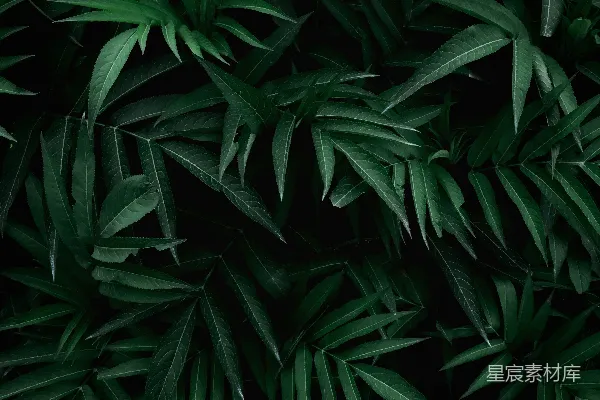 绿树