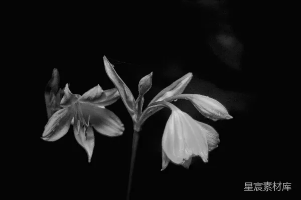 高清摄影 黑底白花