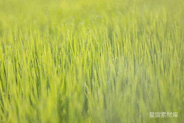 柔和焦点中的嫩绿草地。