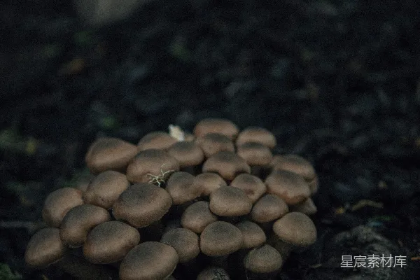 地上的许多蘑菇