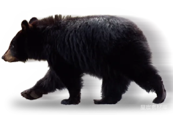 元素素材 熊