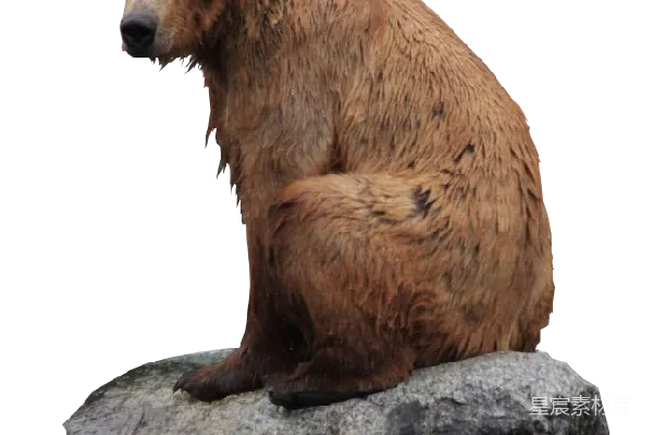 元素素材 熊
