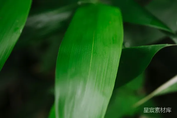 一幅绿植的特写镜头