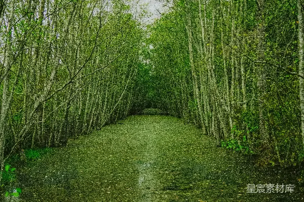 一条狭窄的森林中蜿蜒的小径