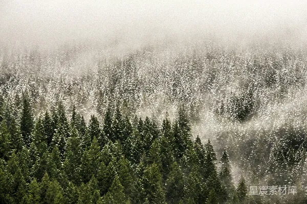 一片覆盖着白雪的森林旁边是一片满是树木的森林