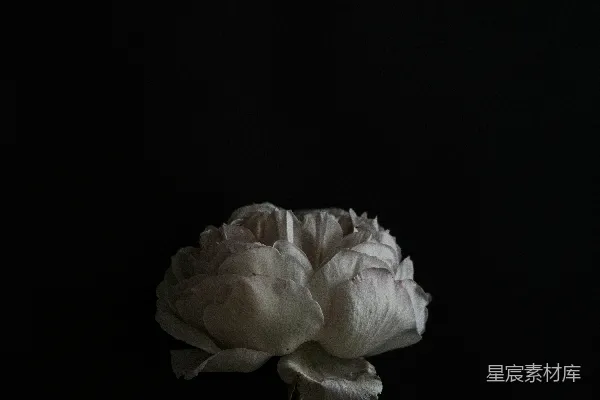 黑色背景上的白色花朵