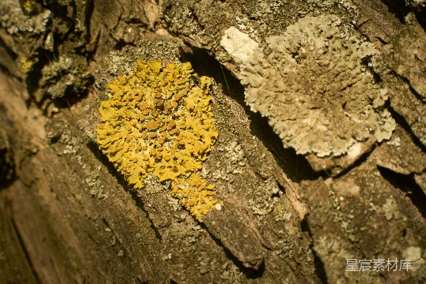 黄苔藓生长在树皮上。