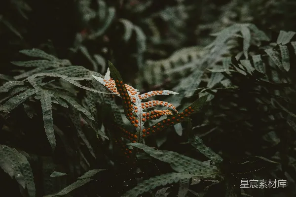 一幅植物的特写镜头，叶片清晰可见