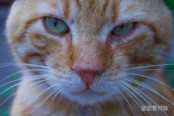 一只蓝眼猫的特写镜头