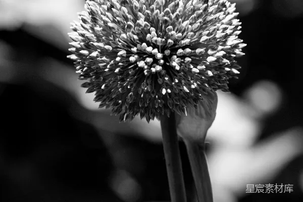 详细轮廓的带刺花头，置于模糊的背景上。