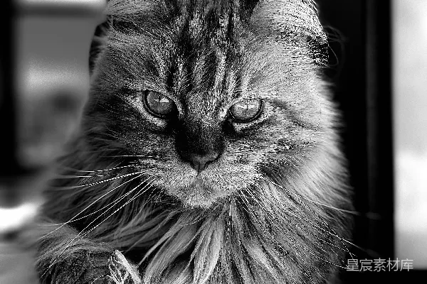 高清摄影 一只猫躺在地上。