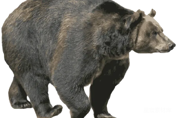 元素素材 熊