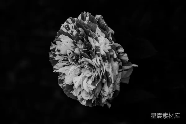 高清摄影 黑白条纹的花在暗色背景前。