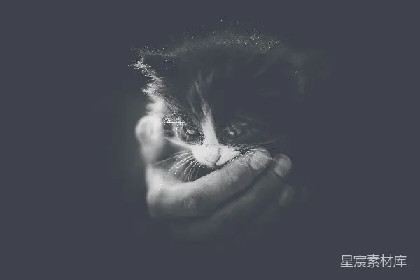 高清摄影 黑白小猫