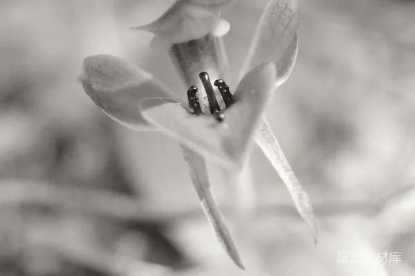 高清摄影 一张黑白照片中的花朵