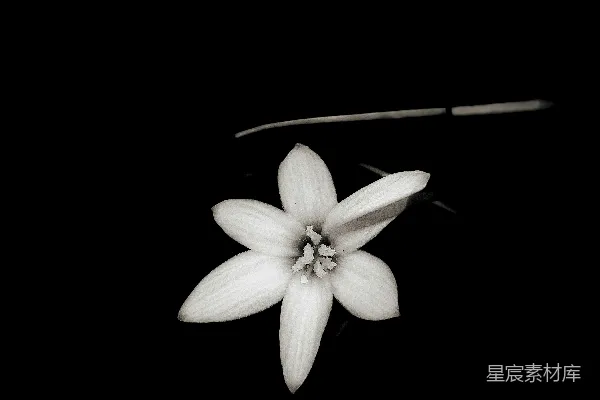 高清摄影 一朵白色花朵在黑色背景上