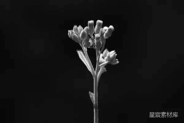 高清摄影 黑白照片中的花朵