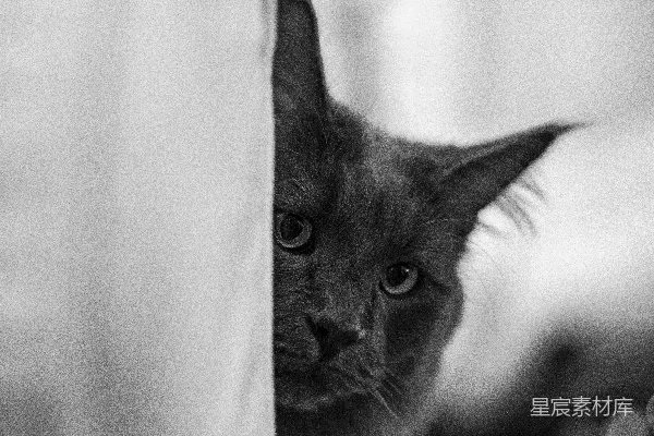 高清摄影 黑白照片中的猫，背景是白色的布料。