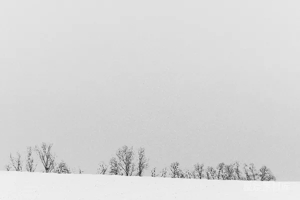 黑白照片中的雪中树木