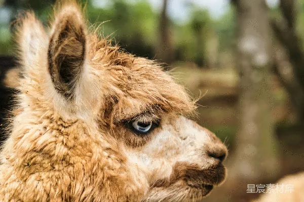 一身浅棕色的安哥拉山羊，双眼闪耀着蓝色光辉。
