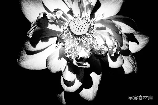 高清摄影 黑白莲花映衬在暗色背景前