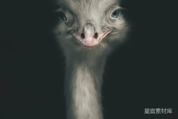 一只鸵鸟的特写镜头