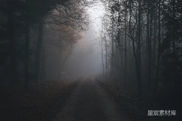 森林中一条泥泞的小路