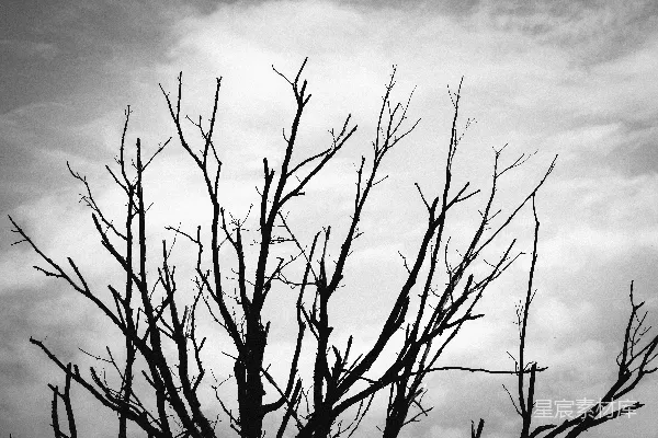 高清摄影 一张黑白照片中的无叶树木
