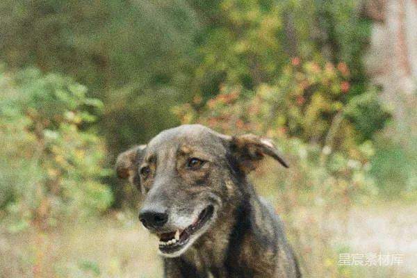 棕色和黑色的短毛狗