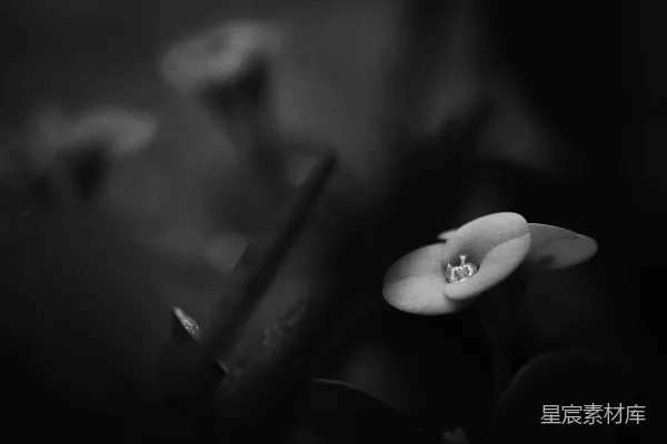 高清摄影 一张黑白照片中的花