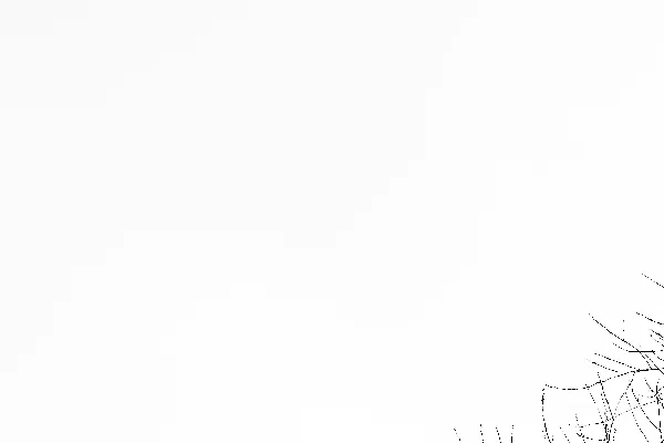 高清摄影 一张黑白照片，展示了一只鸟栖息在树梢上的场景。