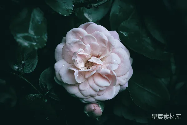 一朵美丽的粉红色花朵在绿叶中绽放。