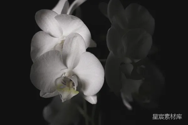 高清摄影 白兰在暗色表面映照