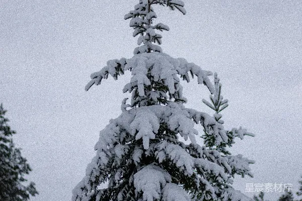 中空一片田野中的雪覆盖的松树