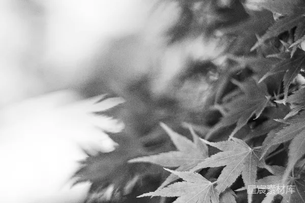 高清摄影 一株植物的特写照片