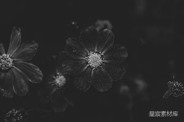 高清摄影 一组花朵