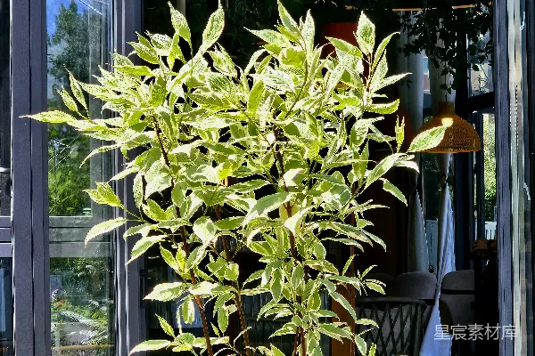 前玻璃门处有一株五彩斑斓的植物。