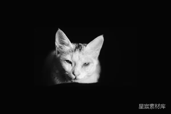高清摄影 黑白照片中的猫躺在黑色纺织物上。