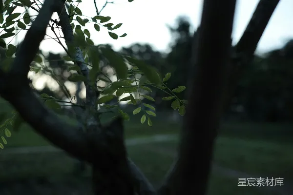 公园里一棵长有绿叶的树