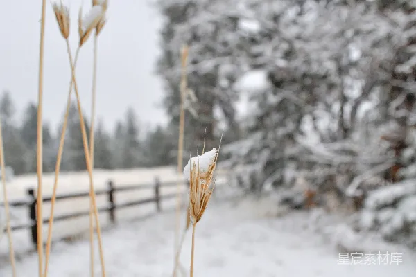 雪地里的一片木叶